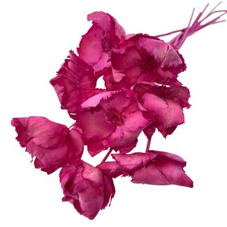 Casa Alegria Fuchsia Pink Palm Cup Dried Flowers | Length ± 55 centimetres | Per 10 stems