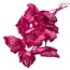 Fuchsia Pink Palm Cup Dried Flowers | Length ± 55 centimetres | Per 10 stems