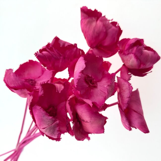 Fuchsia Pink Palm Cup Dried Flowers | Length ± 55 centimetres | Per 10 stems
