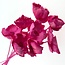 Fuchsia Pink Palm Cup Dried Flowers | Length ± 55 centimetres | Per 10 stems