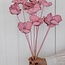 Rosa Palm Cup Trockenblumen | Länge ± 55 Zentimeter | Pro 10 Zweige