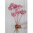 Rosa Palm Cup Trockenblumen | Länge ± 55 Zentimeter | Pro 10 Zweige
