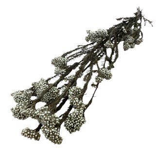 Casa Alegria Fleurs de riz blanches préservées | Longueur ± 70 centimètres | Poids ± 100 grammes