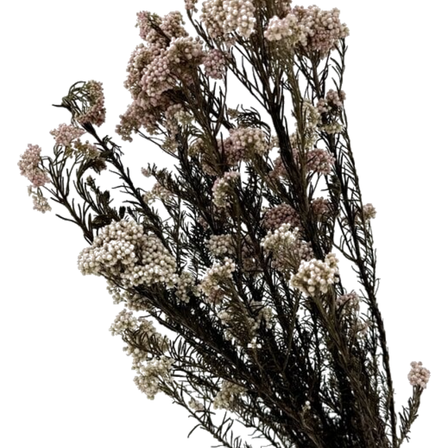 Fleurs de riz blanches préservées | Longueur ± 70 centimètres | Poids ± 100 grammes