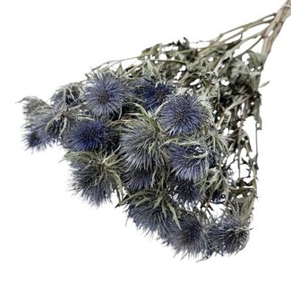 Dutch Dried Natural blue Eryngium Magnum Blue dried flowers | Length ± 70 centimetres | Weight ± 150 grams