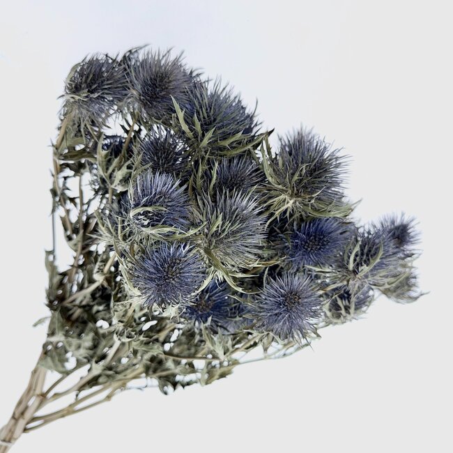 Natürliche blaue Eryngium Magnum Blue Trockenblumen | Länge ± 70 Zentimeter | Gewicht ± 150 Gramm