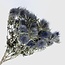 Natürliche blaue Eryngium Magnum Blue Trockenblumen | Länge ± 70 Zentimeter | Gewicht ± 150 Gramm