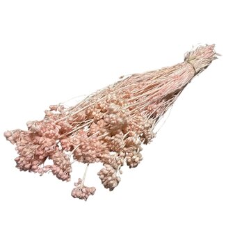 Casa Alegria Lonas Annua séchées blanchies rose | Longueur ± 50 centimètres | Poids ± 100 grammes