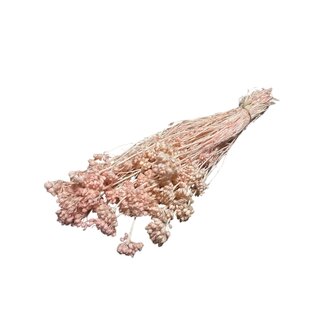 Casa Alegria Pink bleached Lonas Annua dried flowers | Length ± 50 centimetres | Weight ± 100 grams