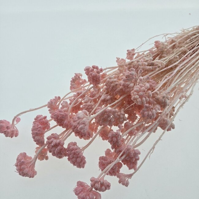 Roze gebleekte Lonas Annua droogbloemen | Lengte ± 50 centimeter | Gewicht ± 100 gram