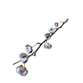 Dutch Dried Branches de coton naturelles | 6 - 7 boules de coton blanches par branche | ± Longueur 55 centimètres