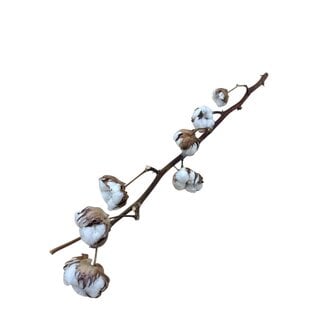 Dutch Dried Natürliche Baumwollzweige | 6 - 7 weiße Baumwollkapseln pro Zweig | ± Länge 55 Zentimeter