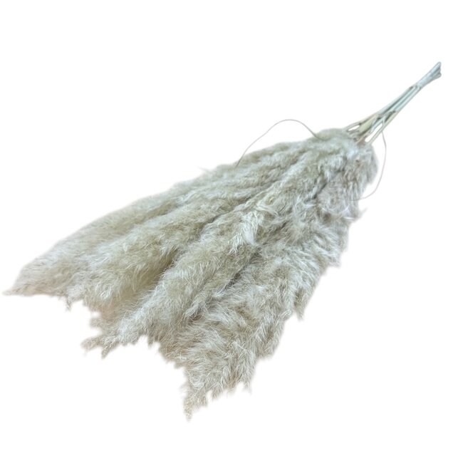 Naturally dried Fluffy Pampas plumes | Length ± 100 centimetres | Per 5 stems