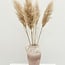 Natürlich getrocknete Fluffy Pampas Federn | Länge ± 100 Zentimeter | Pro 5 Zweige