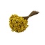 Gelbe Glixia Trockenblumen | Länge ± 50 Zentimeter | Gewicht ± 50 Gramm