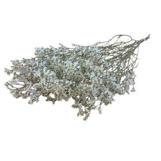 Dutch Dried White Limonium Diamond dried flowers | Length ± 70 centimetres | Weight ± 100 grams