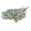 Fleurs séchées Limonium Diamond blanc | Longueur ± 70 centimètres | Poids ± 100 grammes