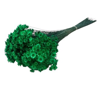 Casa Alegria Intens grüne Glixia Trockenblumen | Länge ± 50 Zentimeter | Gewicht ± 50 Gramm