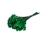 Intense green Glixia dried flowers | Length ± 50 centimetres | Weight ± 50 grams