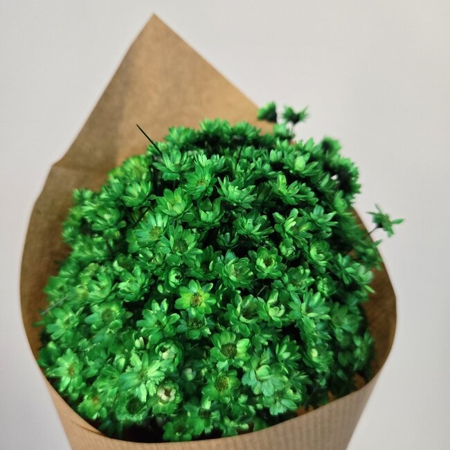 Glixia fleurs séchées vert intense | Longueur ± 50 centimètres | Poids ± 50 grammes