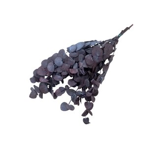 Casa Alegria Red Eucalyptus Spiral | Preserved |  | Length ± 50 centimetres | Weight ± 150 grams