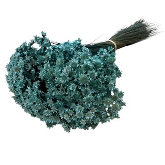 Casa Alegria Fleurs séchées Glixia bleu aqua | Longueur ± 50 centimètres | Poids ± 50 grammes