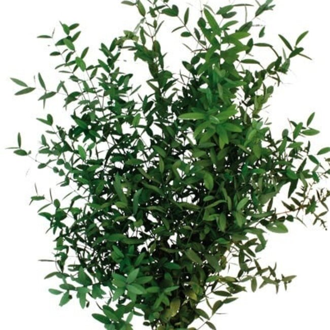 Eucalyptus Parvifolia vert naturel | Préservé |  | Longueur ± 60 centimètres | Poids ± 150 grammes