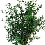 Natürlich grüne Eucalyptus Parvifolia | Konserviert |  | Länge ± 60 Zentimeter | Gewicht ± 150 Gramm