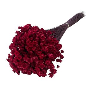 Casa Alegria Fleurs séchées Glixia rouges | Longueur ± 50 centimètres | Poids ± 50 grammes