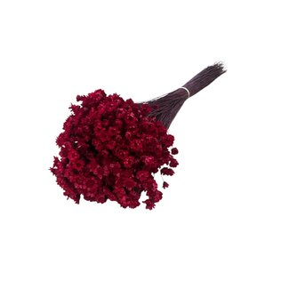 Casa Alegria Red Glixia dried flowers | Length ± 50 centimetres | Weight ± 50 grams