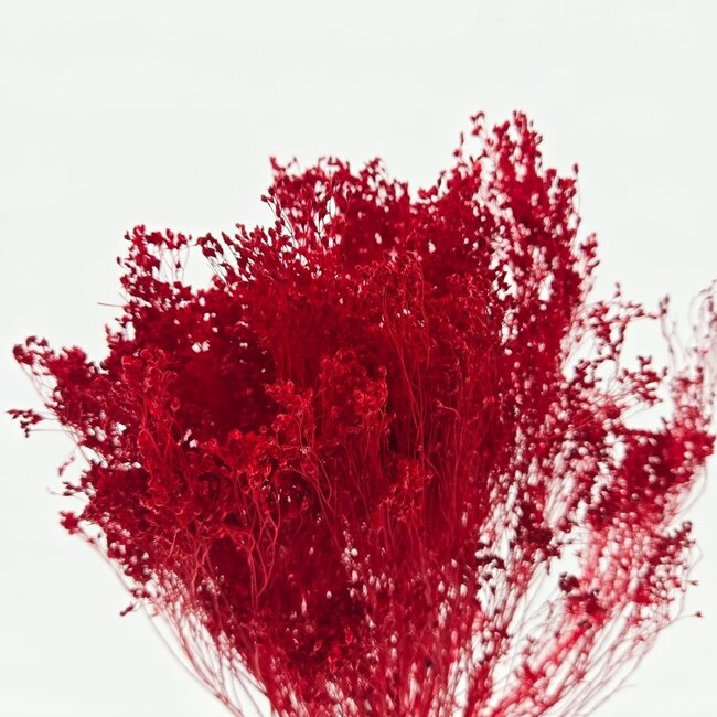 Dunkelrote Broom Bloom Trockenblumen | Länge ± 45 Zentimeter | Gewicht 100 Gramm