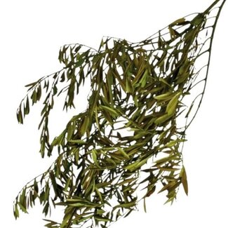 Casa Alegria Green Preserved Olive Branches | Length ± 75 centimetres | Weight ± 150 grams