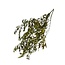 Green Preserved Olive Branches | Length ± 75 centimetres | Weight ± 150 grams