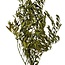 Green Preserved Olive Branches | Length ± 75 centimetres | Weight ± 150 grams
