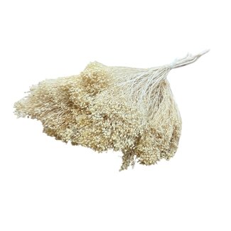 Dolce Vita Fleurs séchées Broom Bloom couleur champagne | Longueur ± 45 centimètres | Poids 100 grammes