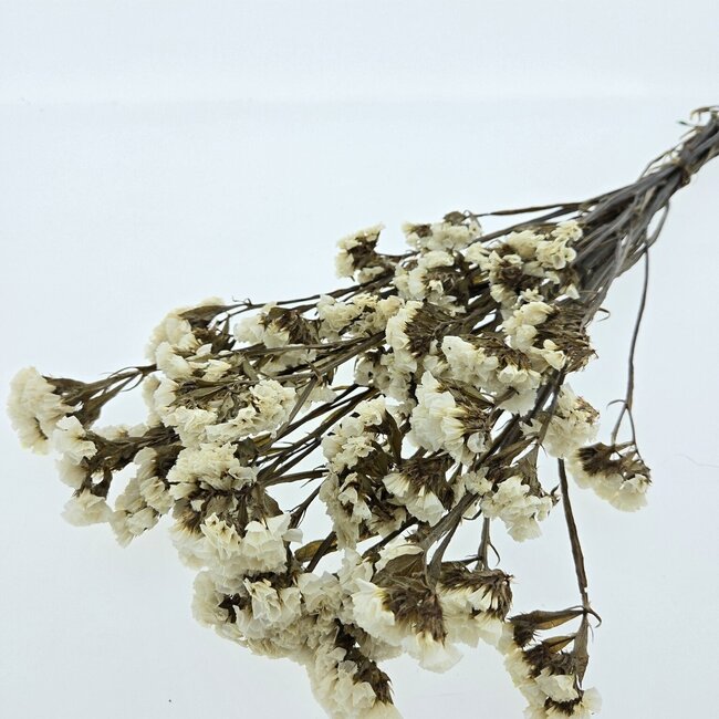 White Statice Sinuata preserved flowers | Length ± 65 centimetres | Weight ± 75 grams