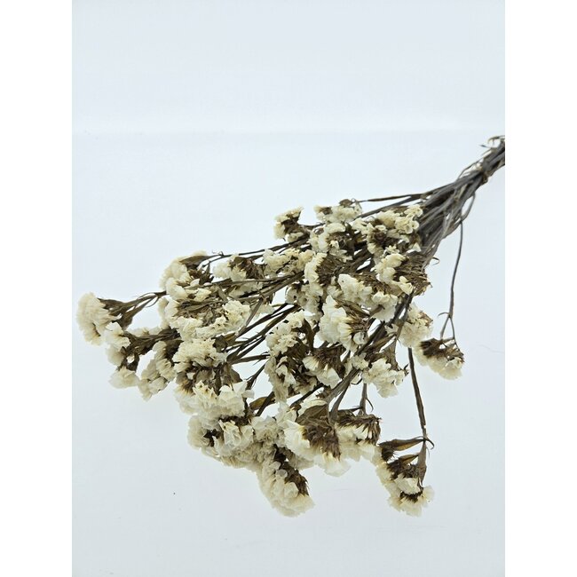 Witte Statice Sinuata gepreserveerde bloemen  | Lengte ± 65 centimeter | Gewicht ± 75 gram