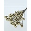 Witte Statice Sinuata gepreserveerde bloemen  | Lengte ± 65 centimeter | Gewicht ± 75 gram