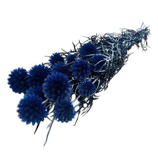 Casa Alegria Fleurs d'Echinops bleues préservées | Longueur ± 65 centimètres | Poids ± 350 grammes