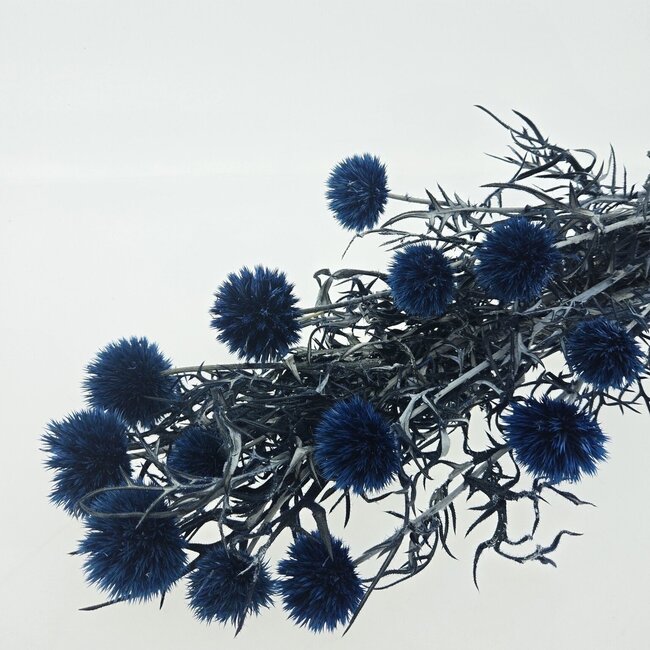 Blauwe Echinops gepreserveerde bloemen | Lengte ± 65 centimeter | Gewicht ± 350 gram
