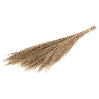Dutch Dried Brown natural Broom Grass dried flowers | Length ± 65 centimetres | Weight 100 grams