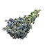Naturel blauwe Eryngium droogbloemen | Lengte ± 70 centimeter | Gewicht ± 150 gram