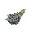 Naturel blauwe Eryngium droogbloemen | Lengte ± 70 centimeter | Gewicht ± 150 gram