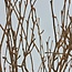 Salmon-Coloured Birch Branches | Length ± 60 centimetres | Per 10 branches