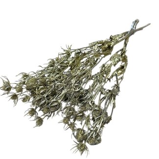 Dutch Dried Goldene Eryngium Trockenblumen | Mit Glitzer | Länge ± 60 Zentimeter | Gewicht ± 100 Gramm