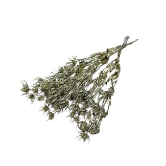 Dutch Dried Goudkleurige Eryngium droogbloemen | Met Glitters | Lengte ± 60 centimeter | Gewicht ± 100 gram
