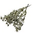 Gold-coloured Eryngium dried flowers | With Glitter | Length ± 60 centimetres | Weight ± 100 grams
