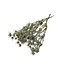 Goudkleurige Eryngium droogbloemen | Met Glitters | Lengte ± 60 centimeter | Gewicht ± 100 gram