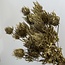 Goldene Eryngium Trockenblumen | Mit Glitzer | Länge ± 60 Zentimeter | Gewicht ± 100 Gramm