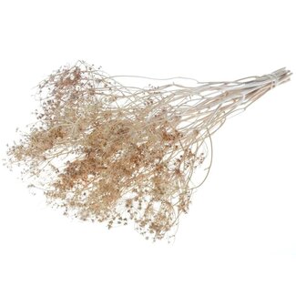 Dutch Dried Natur Bupleurum Trockenblumen | Länge ± 55 Zentimeter | Gewicht ± 50 Gramm
